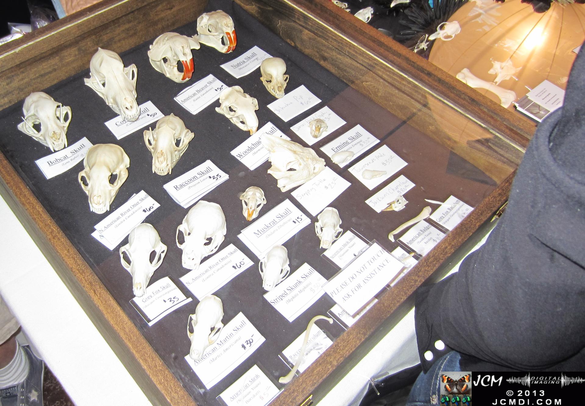 LANHM Bug Fair 2013 Skulls